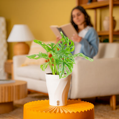 costa farms swiss cheese plant Little Swiss Monstera Medium / Self-Watering with Mossify Pole