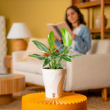 Monstera Cobra | medium