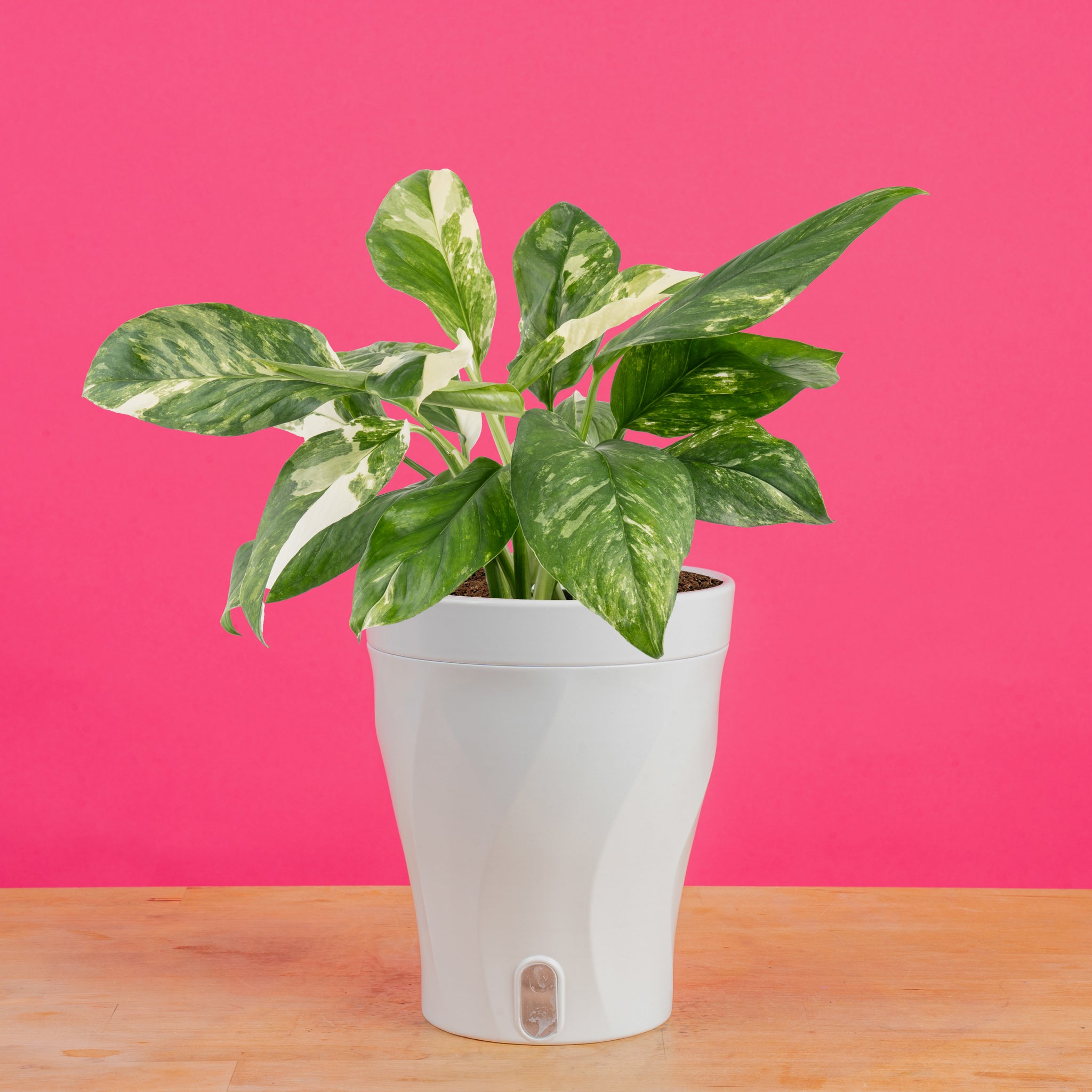 Monstera Lechleriana Albo | medium – Costa Farms
