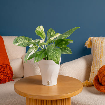 philodendron gloriosum white veins Philodendron gloriosum – Foliage Factory