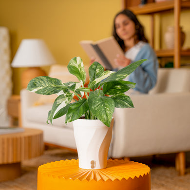 costa farms albo monstera Monstera Lechleriana Albo