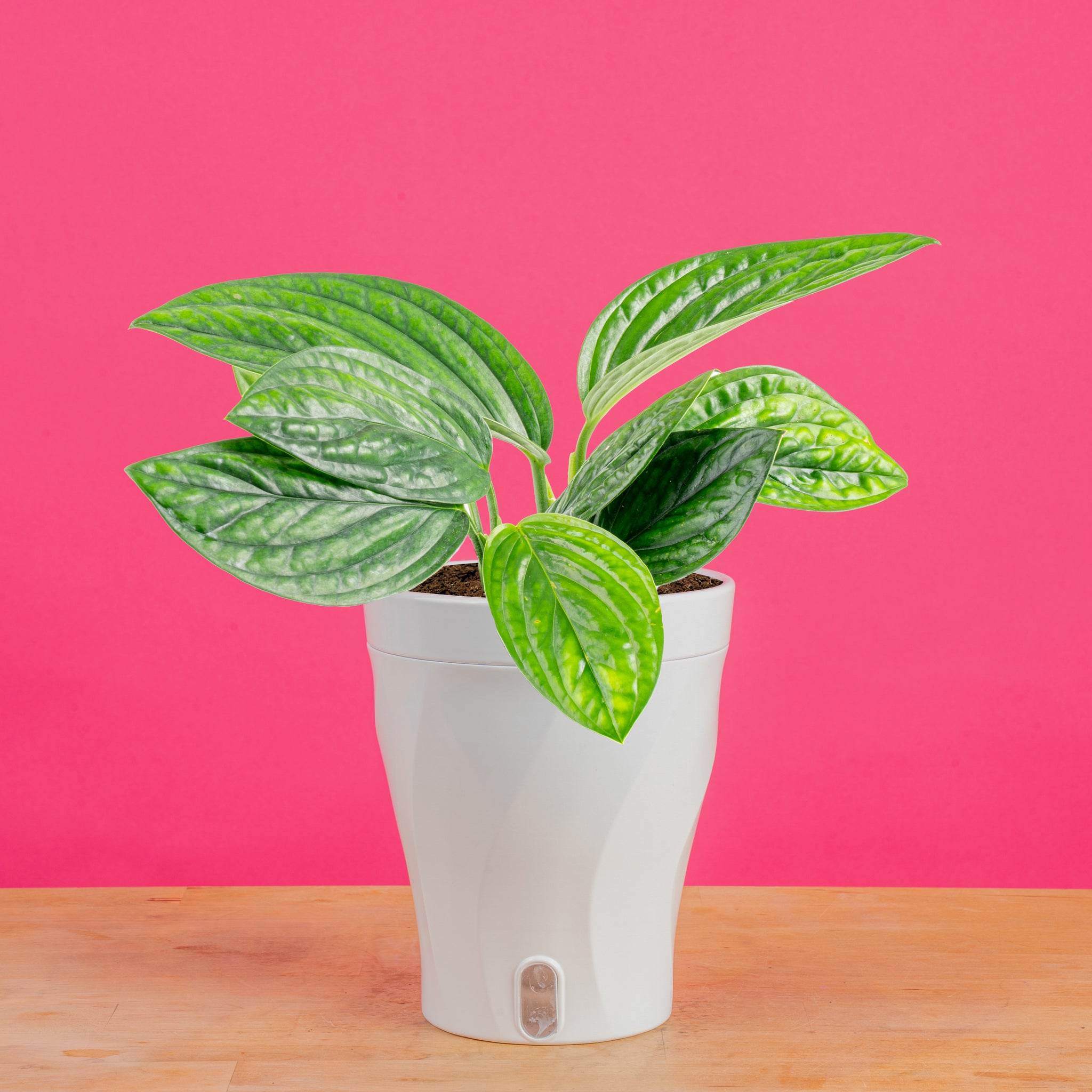 Monstera Peru | medium – Costa Farms