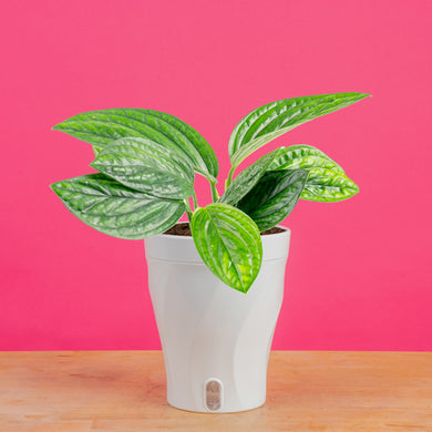 Monstera Peru