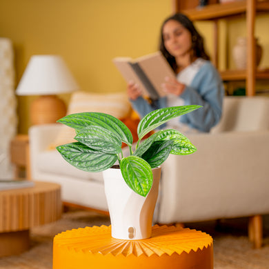 Monstera Peru