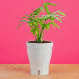 Monstera Subpinnata | medium