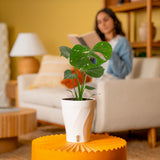 Thai Constellation | medium