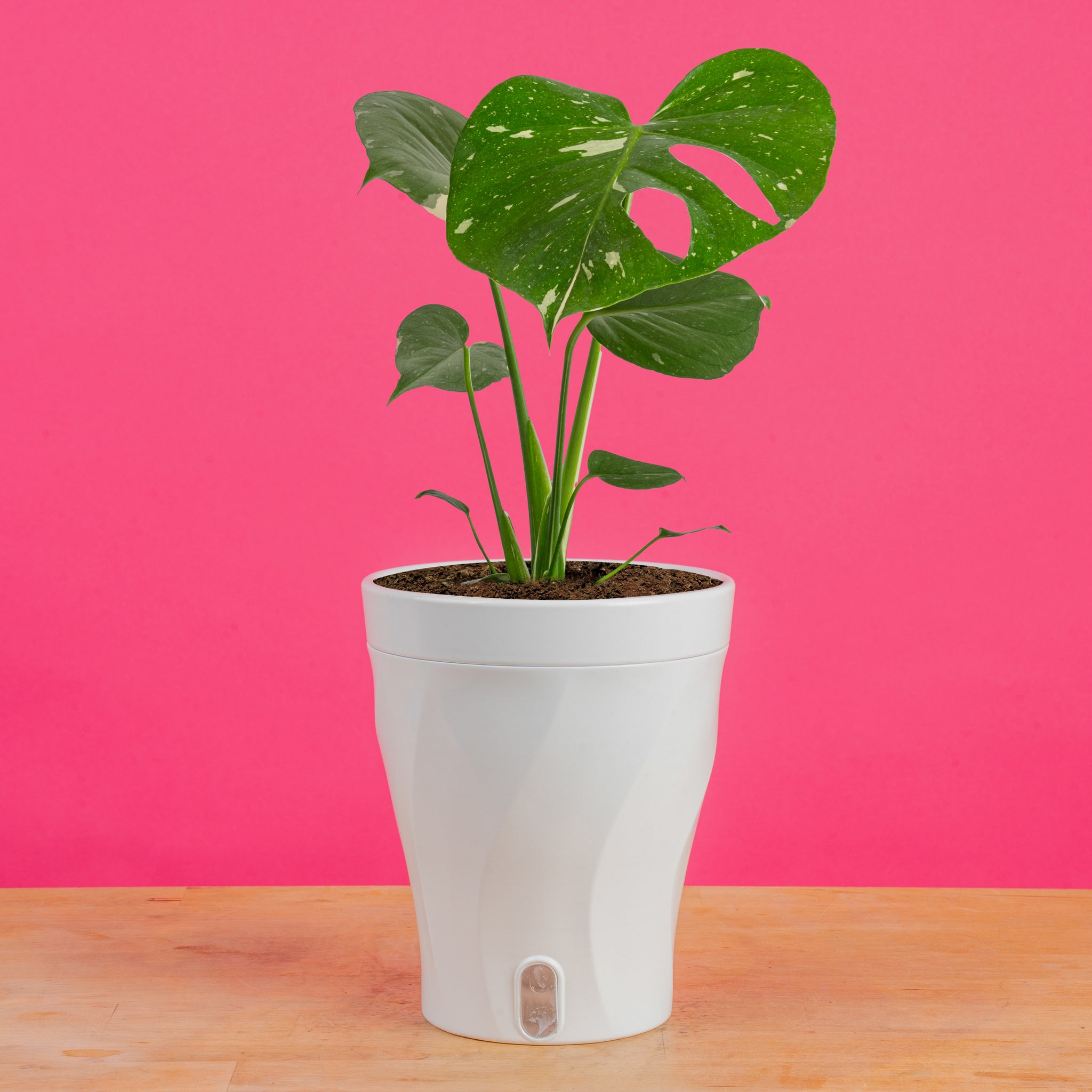 Thai Constellation | medium – Costa Farms