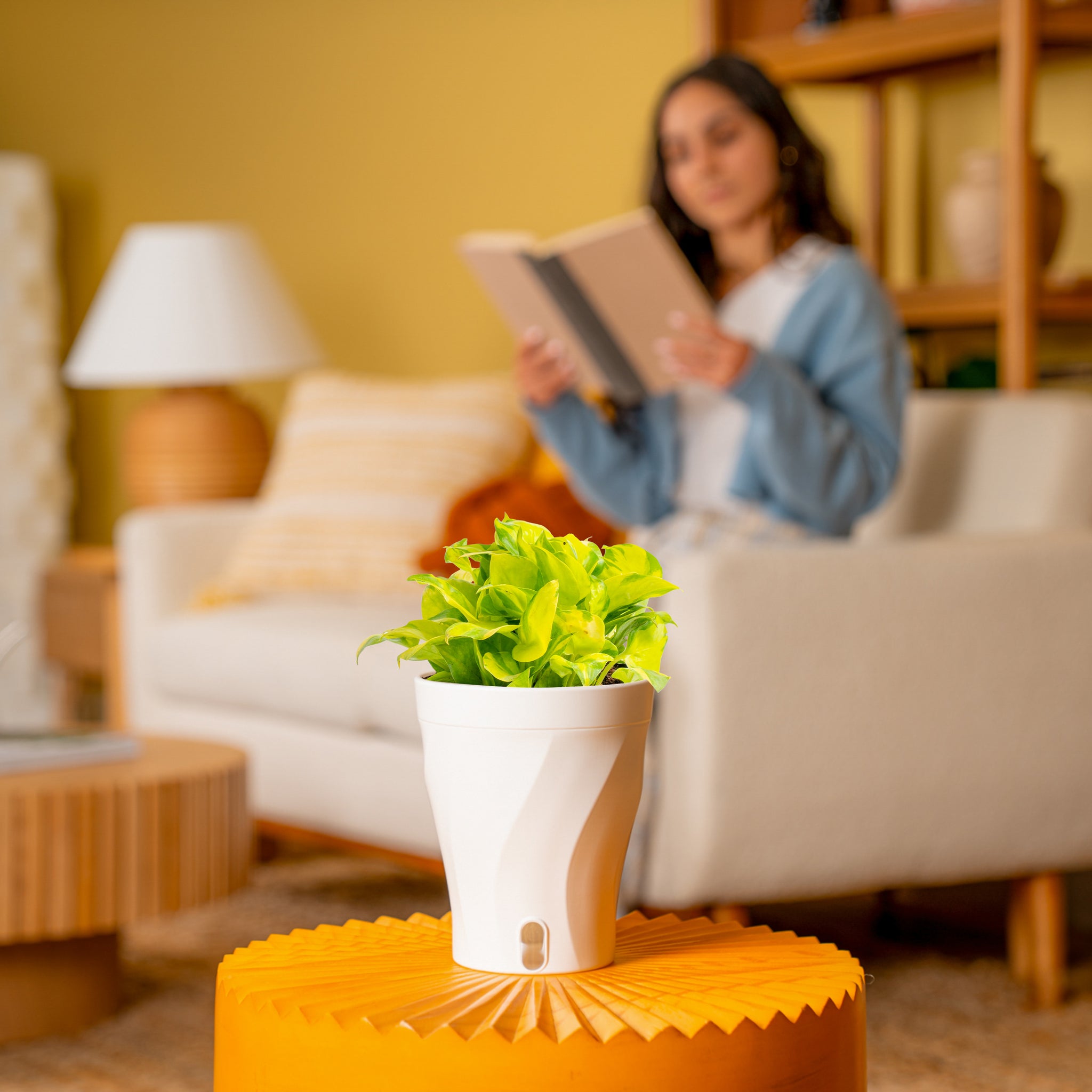 Pothos Neon Joy | medium