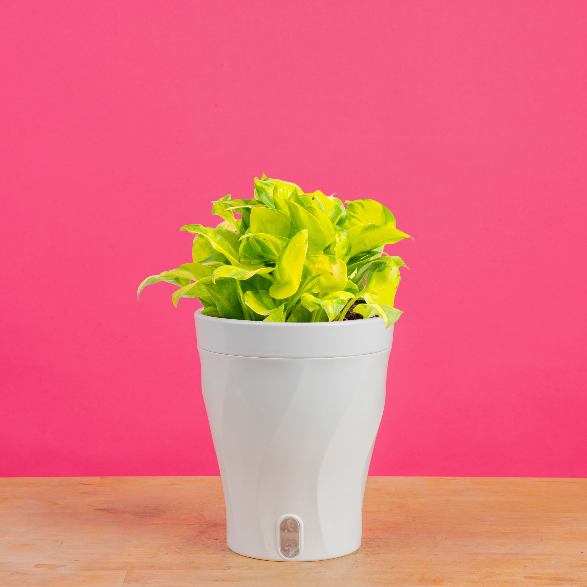 n joy pothos light Pothos Neon Joy