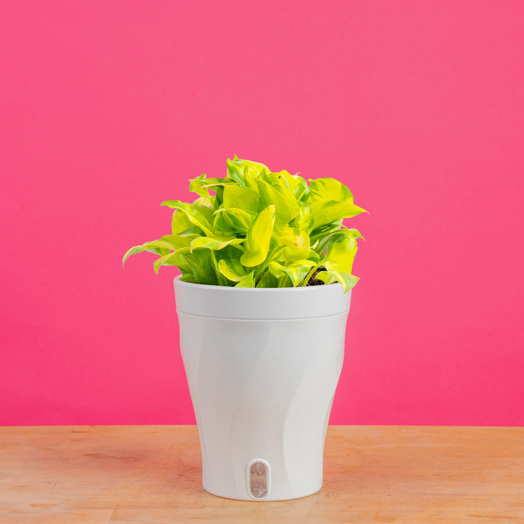 pothos n joy in water Pothos Neon Joy