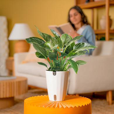 costa farms philodendron birkin plant stores Costa Farms 12 inch Philodendron Birkin Live House Plants in 5 inch Self-Watering Planter, Size: Medium, Green