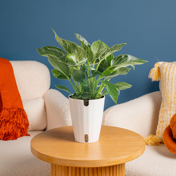 Philodendron Birkin – Costa Farms