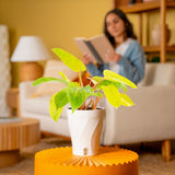 Painted Lady | medium