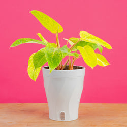 Begonia Maculata | medium