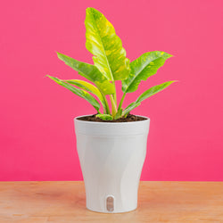 Begonia Maculata | medium