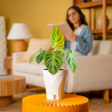 Philodendron verrucosum Incensi | medium