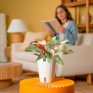 Costa Farms Philodendron - Thumbnail 2