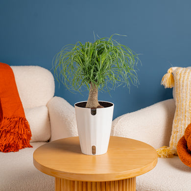 pot size for ponytail palm Ponytail Palm