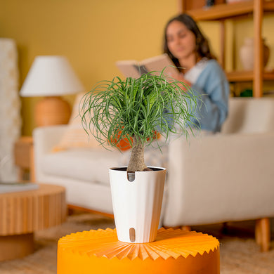 best potting mix for ponytail palm Ponytail Palm
