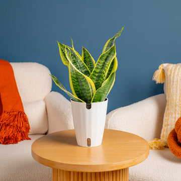 Snake Plant – Costa Farms