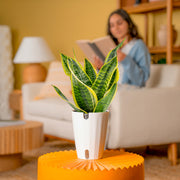 costa farms snake plant Snake Plant
