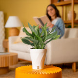 Scindapsus Perakensis | medium