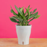 Scindapsus Perakensis | medium