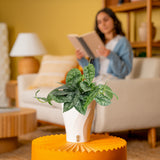 Scindapsus Silver Lady | medium