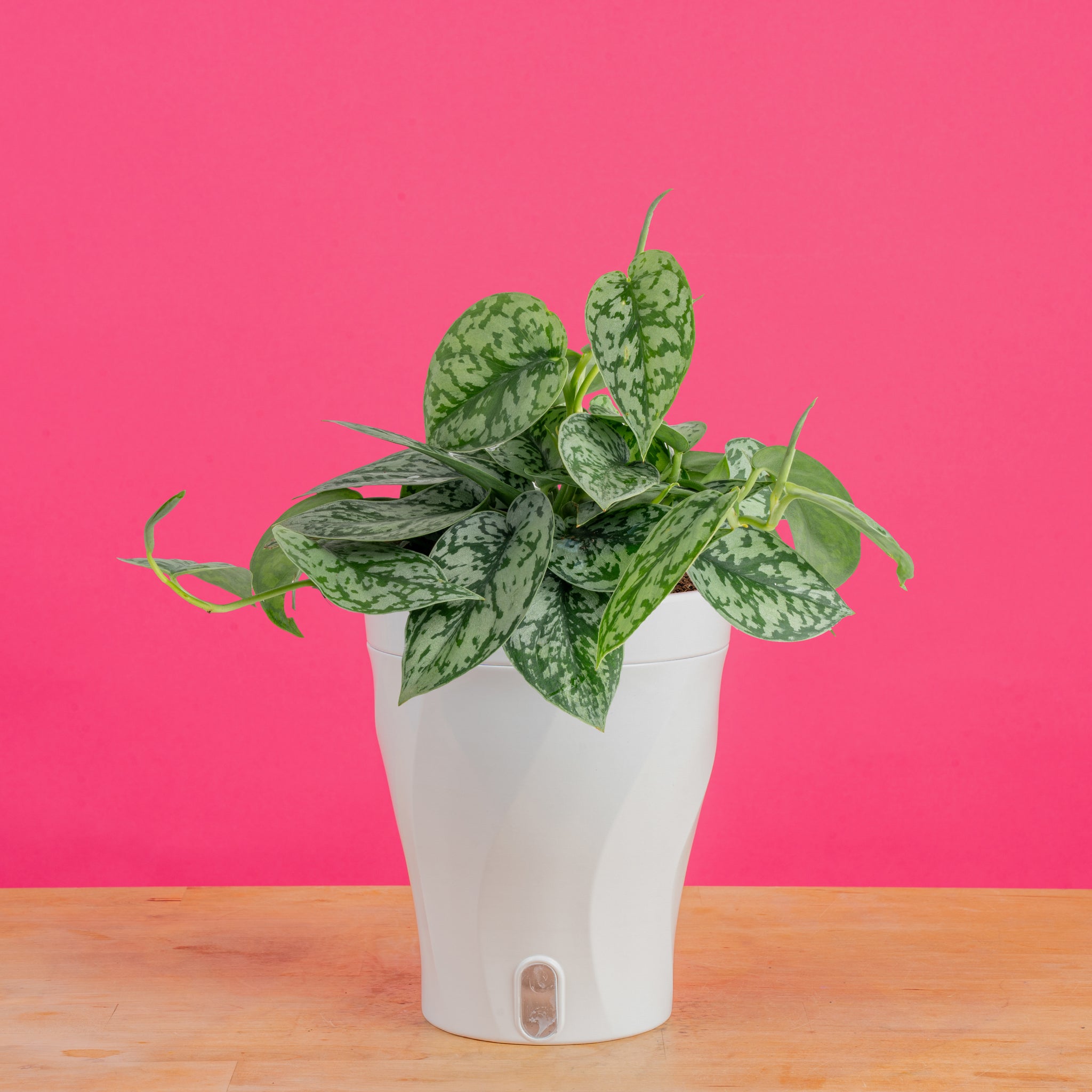 silver lady pothos for sale Scindapsus Silver Lady