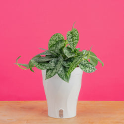 A Spiral Unicorn cactus on a light wooden table with an orange backdrop. The cactus is in a grower's pot with a Costa Farms custom sleeve. The shape is unique and spirals up with spikes. 