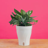 Scindapsus treubii Moonlight | medium