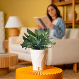 Scindapsus treubii Moonlight | medium