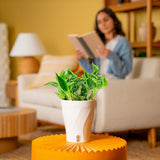 Epipremnum Shangri-La | medium