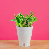 Epipremnum Shangri-La | medium