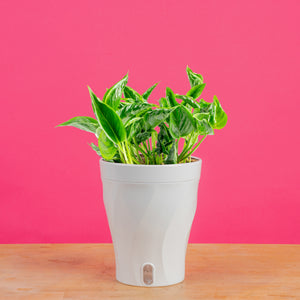 Epipremnum Shangri-La | medium