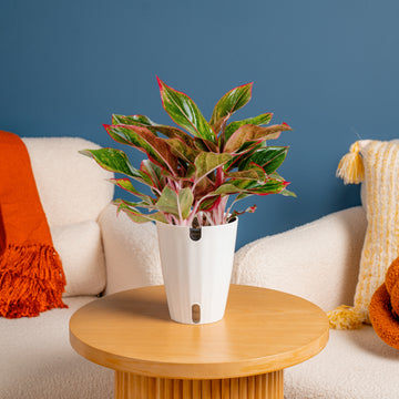 Siam Aurora Aglaonema | medium – Costa Farms