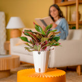 Siam Aurora Aglaonema | medium