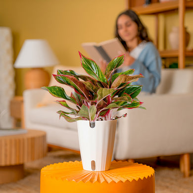 aglaonema aurora siam Siam Aurora Aglaonema