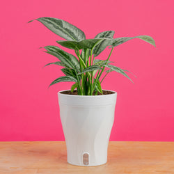 Global Green Pothos | medium