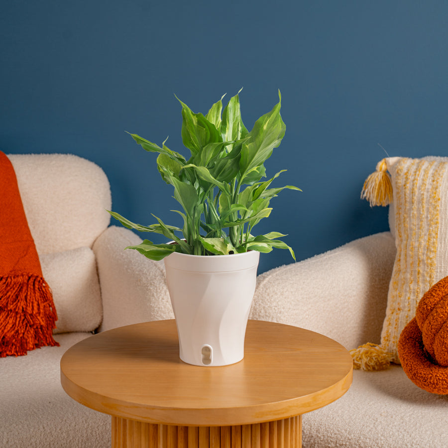 Spathonema Aglaonema | medium