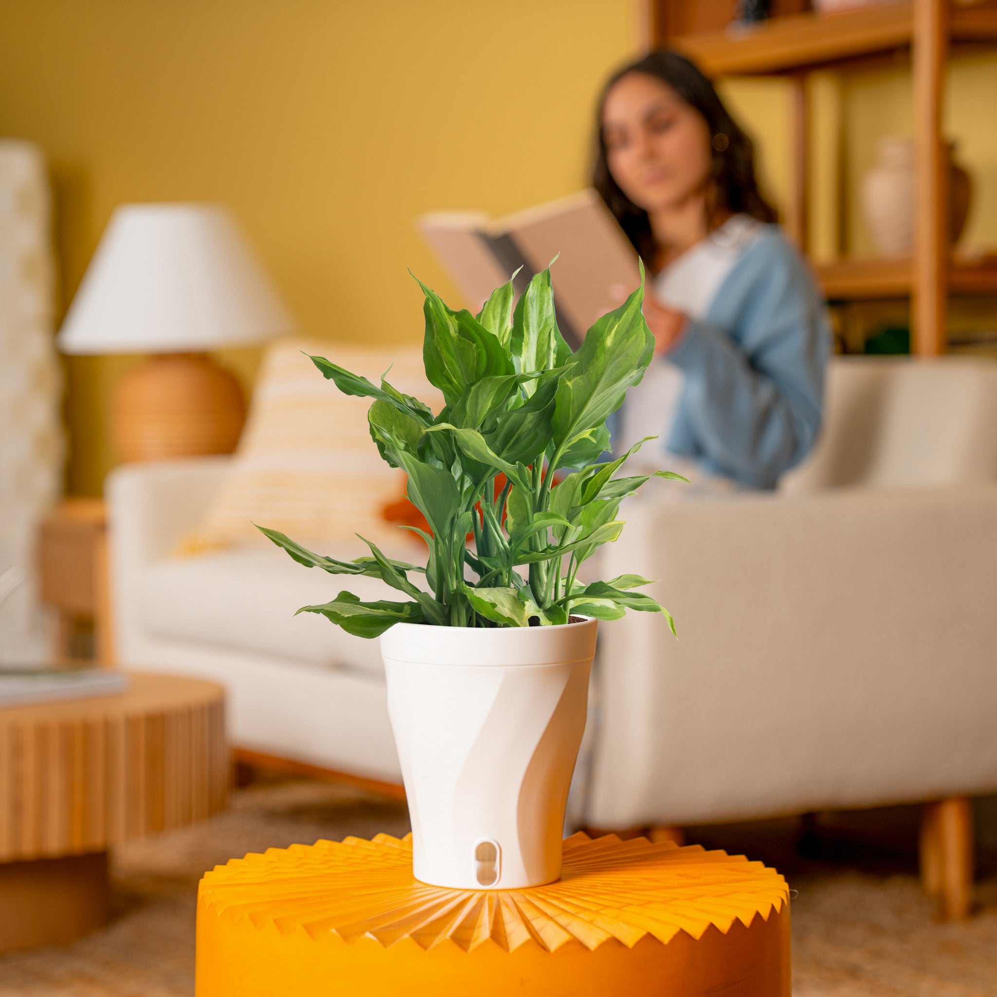 Spathonema Aglaonema | medium