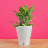 Spathonema Aglaonema | medium