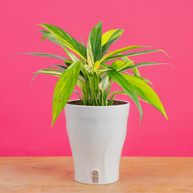 philodendron amplissimum variegated Epipremnum amplissimum Variegated