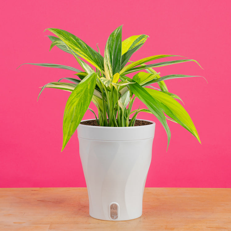 philodendron amplissimum Epipremnum amplissimum Variegated