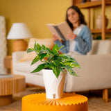 Epipremnum pinnatum Yellow Sunrise | medium