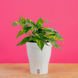 large monstera esqueleto plant with many fenestrations in a modern white fluted pot, set against a bright pink background