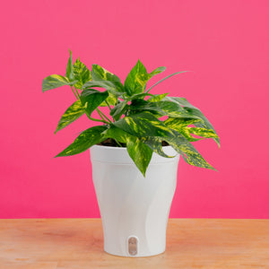 Costa Farms Epipremnum pinnatum