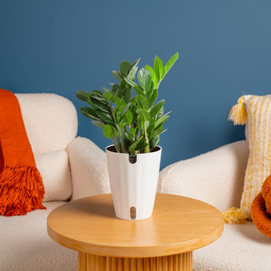 zz plant desk ZZ Plant – Costa Farms