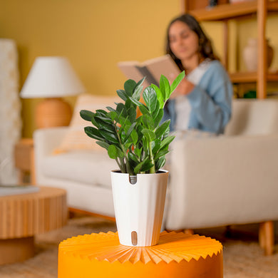 zz plant self watering pot ZZ Plant – Costa Farms