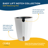 Epipremnum Champs Élysées | medium